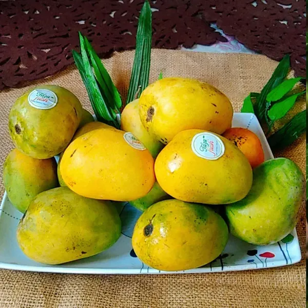 Anwar_Ratol_Rataul_Mango_Grafted_Aam_Fruit_Plants_Tree_1_5_3_Feet_Size