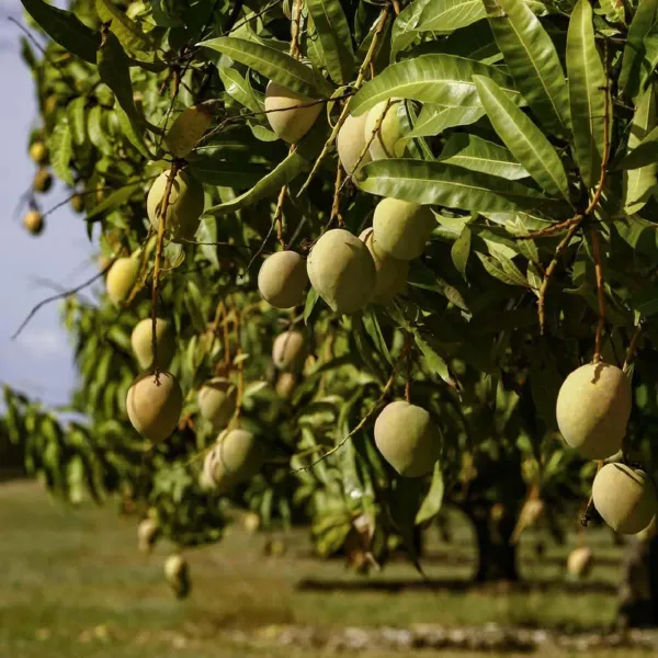 Goa_Mankurad_Mango_Grafted_Aam_Fruit_Plants_Tree_1_5_3_Feet_Size