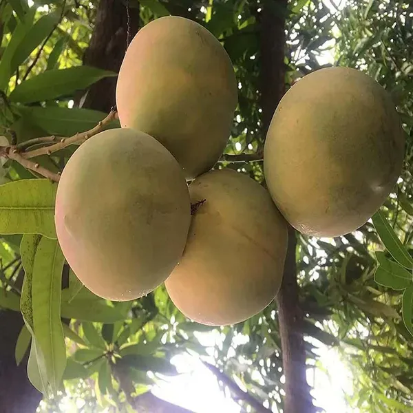 Goa_Mankurad_Mango_Grafted_Aam_Fruit_Plants_Tree_1_5_3_Feet_Size