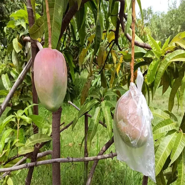 American_Kent_Mango_Grafted_Aam_Fruit_Plants_Tree_1_5_3_Feet_Size