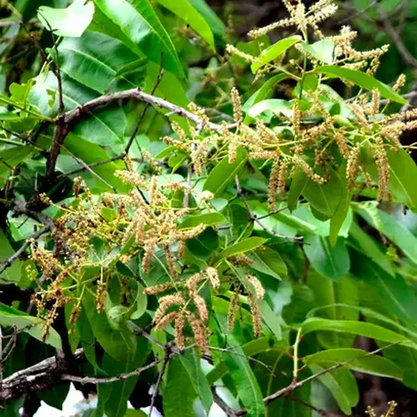 Haritaki_Plants_Tree_1_5_3_Feet_Size