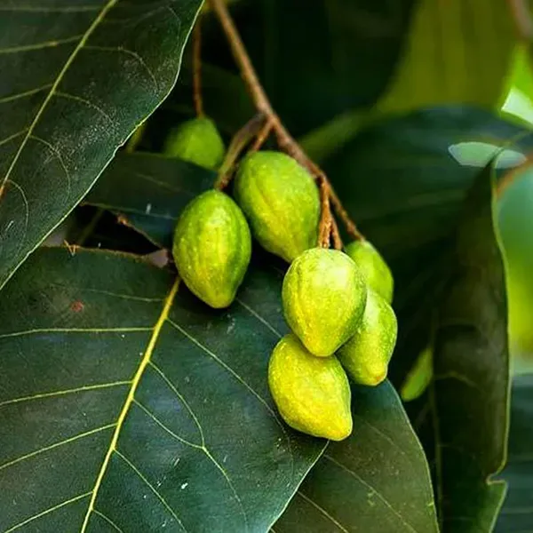 Haritaki_Plants_Tree_1_5_3_Feet_Size