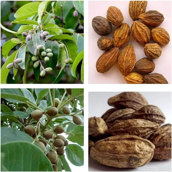 Haritaki_Plants_Tree_1_5_3_Feet_Size