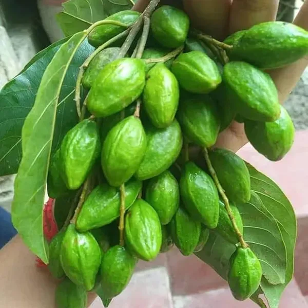 Haritaki_Plants_Tree_1_5_3_Feet_Size