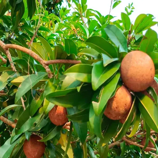 Chikoo_Calcutta_Round_Sapota_Grafted_Fruit_Plants_Tree_1_5_3_Feet_Size