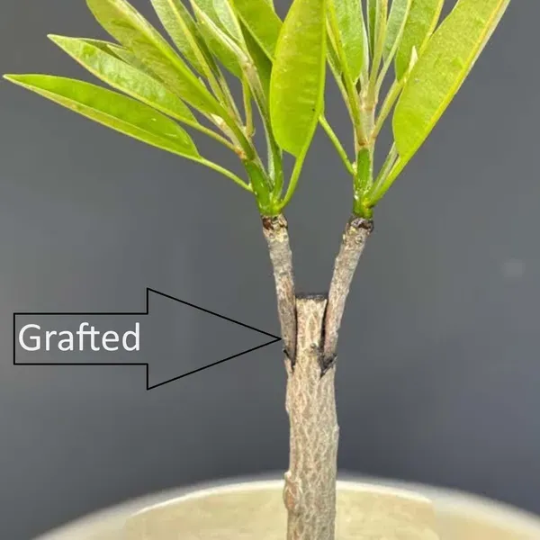 Chikoo_Calcutta_Round_Sapota_Grafted_Fruit_Plants_Tree_1_5_3_Feet_Size