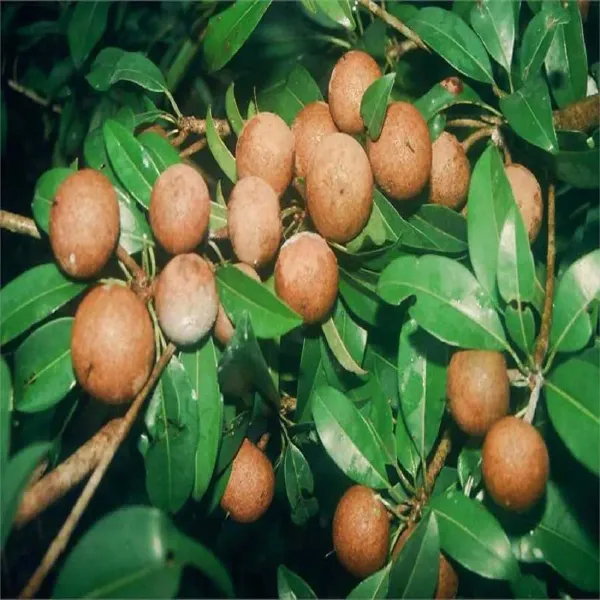 Chikoo_Calcutta_Round_Sapota_Grafted_Fruit_Plants_Tree_1_5_3_Feet_Size