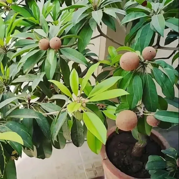 Chikoo_Calcutta_Round_Sapota_Grafted_Fruit_Plants_Tree_1_5_3_Feet_Size