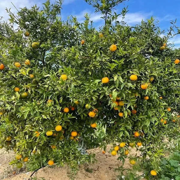 Darjeeling_Orange_Grafted_Santra_Fruit_Plants_Tree_1_2_Feet_Size