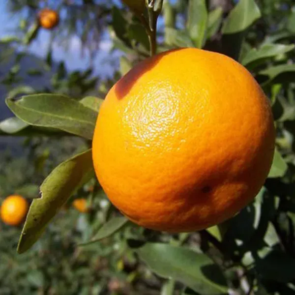Darjeeling_Orange_Grafted_Santra_Fruit_Plants_Tree_1_2_Feet_Size