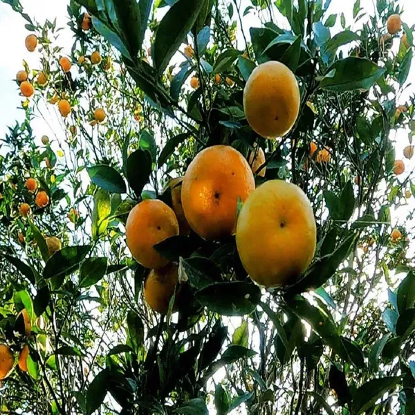 Darjeeling_Orange_Grafted_Santra_Fruit_Plants_Tree_1_2_Feet_Size