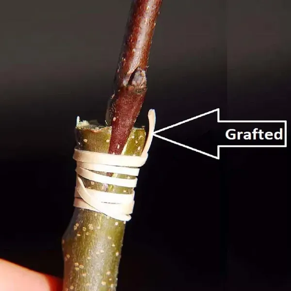 Sharbati_Peach_Fruit_Grafted_Plants_Tree_2_3_Feet_Size