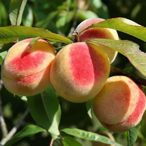 Sharbati_Peach_Fruit_Grafted_Plants_Tree_2_3_Feet_Size