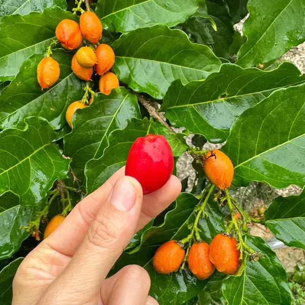 Peanut_Butter_Fruit_Plants_Tree_1_5_3_Feet_Size