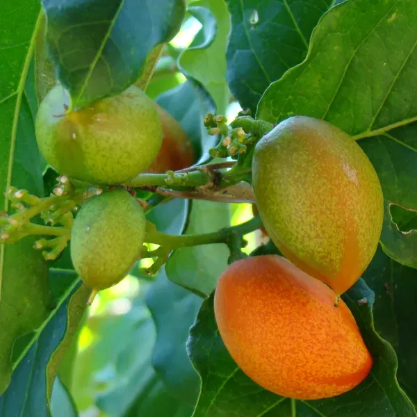 Peanut_Butter_Fruit_Plants_Tree_1_5_3_Feet_Size