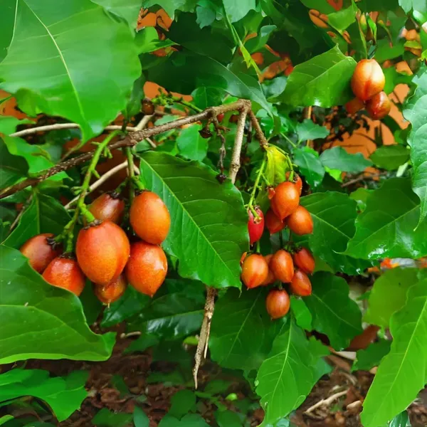 Peanut_Butter_Fruit_Plants_Tree_1_5_3_Feet_Size