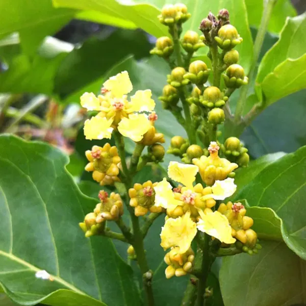 Peanut_Butter_Fruit_Plants_Tree_1_5_3_Feet_Size