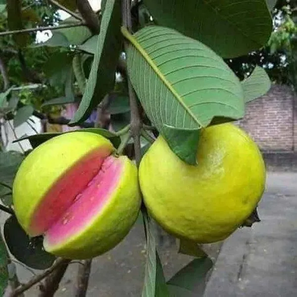 Arka_Kiran_Guava_Amrood_Fruit_Air_Layering_Grafted_Plants_Tree_1_5_3_Fe
