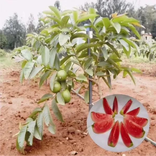 Arka_Kiran_Guava_Amrood_Fruit_Air_Layering_Grafted_Plants_Tree_1_5_3_Fe