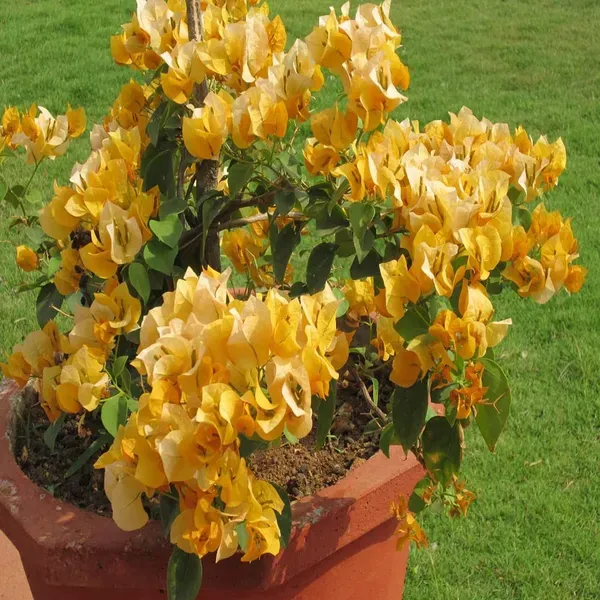 Yellow_Colour_Bougainvillea_Kagoj_Ful_Shrubs_Flower_Plants_Tree_1_2_Feet