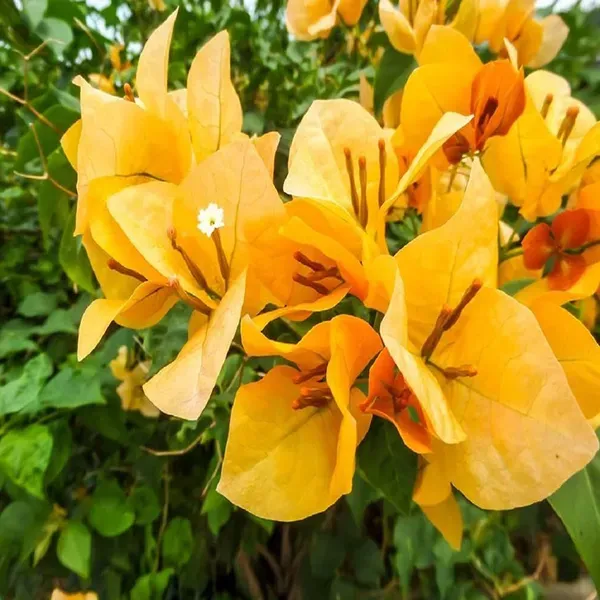 Yellow_Colour_Bougainvillea_Kagoj_Ful_Shrubs_Flower_Plants_Tree_1_2_Feet