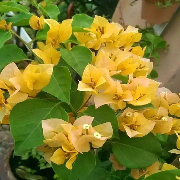 Yellow_Colour_Bougainvillea_Kagoj_Ful_Shrubs_Flower_Plants_Tree_1_2_Feet