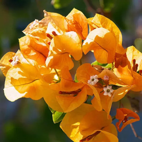 Yellow_Colour_Bougainvillea_Kagoj_Ful_Shrubs_Flower_Plants_Tree_1_2_Feet