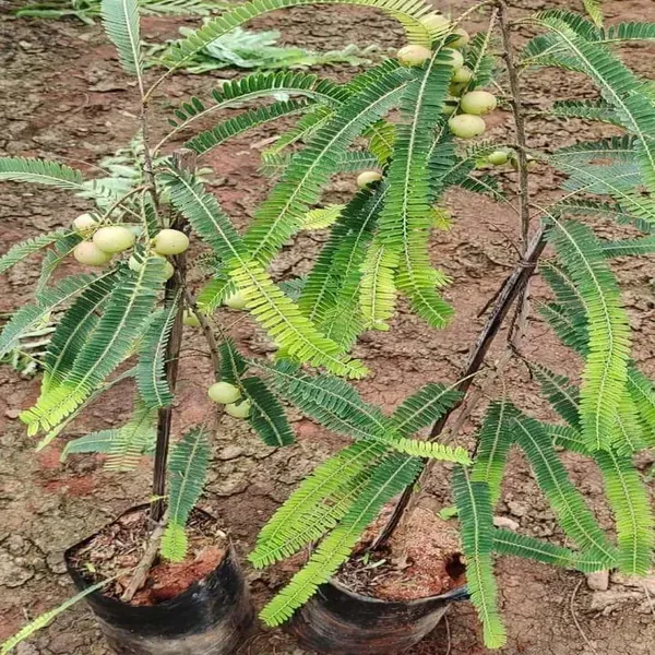 Sweet_Banaras_Gooseberries_Amla_Amlaki_Fruit_Grafted_Plants_Tree_1_5_3_Fe