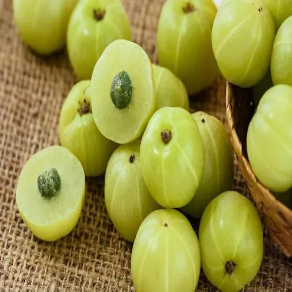 Sweet_Banaras_Gooseberries_Amla_Amlaki_Fruit_Grafted_Plants_Tree_1_5_3_Fe