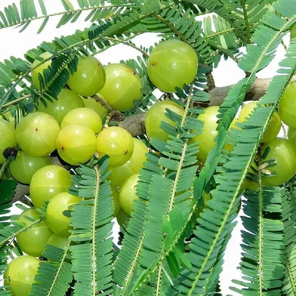 Sweet_Banaras_Gooseberries_Amla_Amlaki_Fruit_Grafted_Plants_Tree_1_5_3_Fe