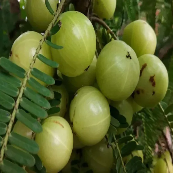 Sweet_Banaras_Gooseberries_Amla_Amlaki_Fruit_Grafted_Plants_Tree_1_5_3_Fe