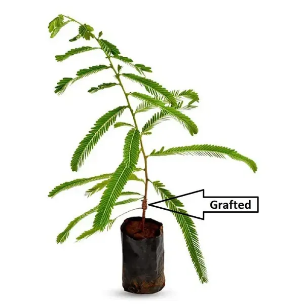 Sweet_Banaras_Gooseberries_Amla_Amlaki_Fruit_Grafted_Plants_Tree_1_5_3_Fe