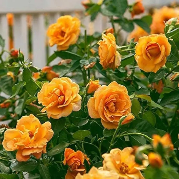 Yellow_Rose_Fragrant_Flower_Plants_Tree_1_2_Feet_Size