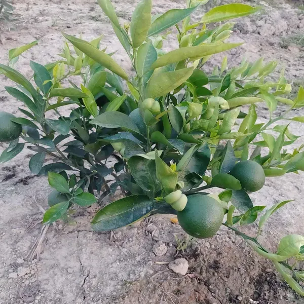 Vietnam_All_Time_Malta_Mosambi_Grafted_Fruit_Plants_Tree_1_2_Feet_Size
