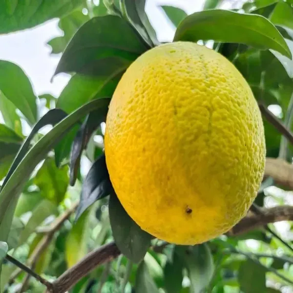 Vietnam_All_Time_Malta_Mosambi_Grafted_Fruit_Plants_Tree_1_2_Feet_Size