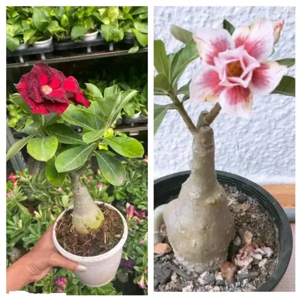 Adenium_Grafted_Flowers_Plant_Pack_Of_2