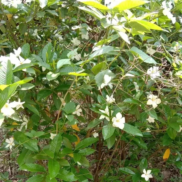 Hing_Spice_Plants_Tree_1_5_3_Feet_Size
