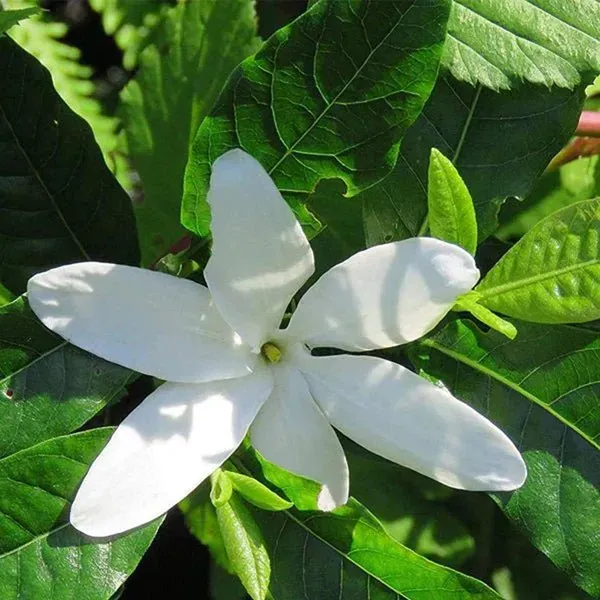 Hing_Spice_Plants_Tree_1_5_3_Feet_Size