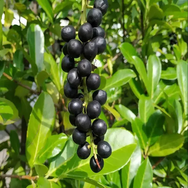 Kapoor_Cinnamomum_Camphora_Kapur_Plants_Tree_1_5_3_Feet_Size