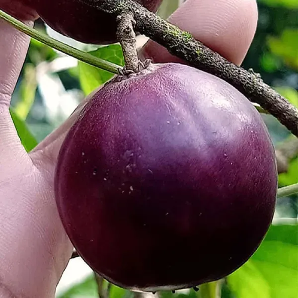 Manila_Tennis_Ball_Cherry_Cherries_Fruit_Air_Layering_Grafted_Plants_Tr