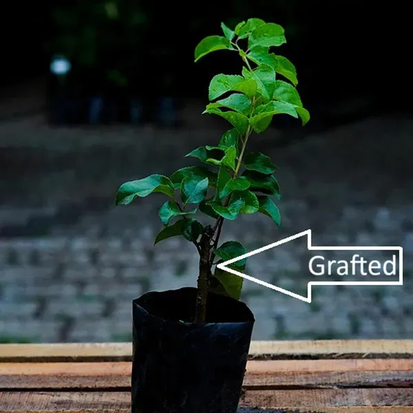Manila_Tennis_Ball_Cherry_Cherries_Fruit_Air_Layering_Grafted_Plants_Tr