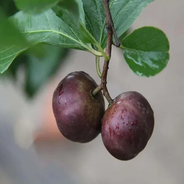 Manila_Tennis_Ball_Cherry_Cherries_Fruit_Air_Layering_Grafted_Plants_Tr