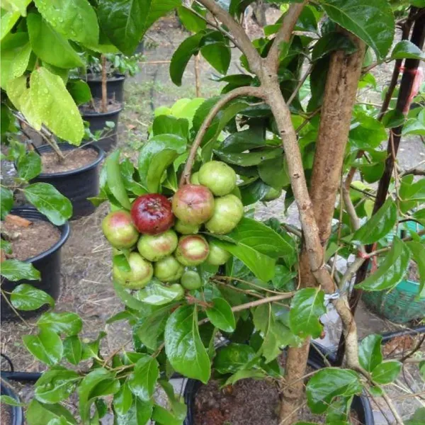Manila_Tennis_Ball_Cherry_Cherries_Fruit_Air_Layering_Grafted_Plants_Tr