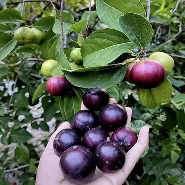 Manila_Tennis_Ball_Cherry_Cherries_Fruit_Air_Layering_Grafted_Plants_Tr