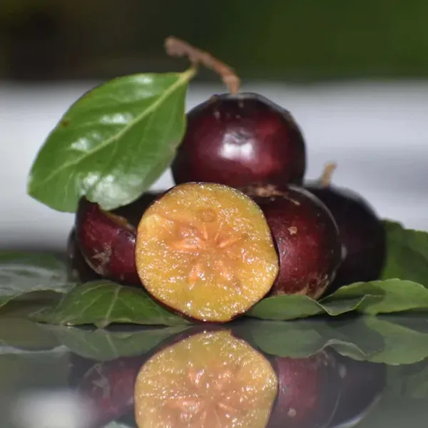 Manila_Tennis_Ball_Cherry_Cherries_Fruit_Air_Layering_Grafted_Plants_Tr