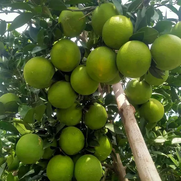 Sathgudi_Mosambi_Grafted_Fruit_Plants_Tree_1_2_Feet_Size