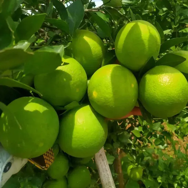 Sathgudi_Mosambi_Grafted_Fruit_Plants_Tree_1_2_Feet_Size