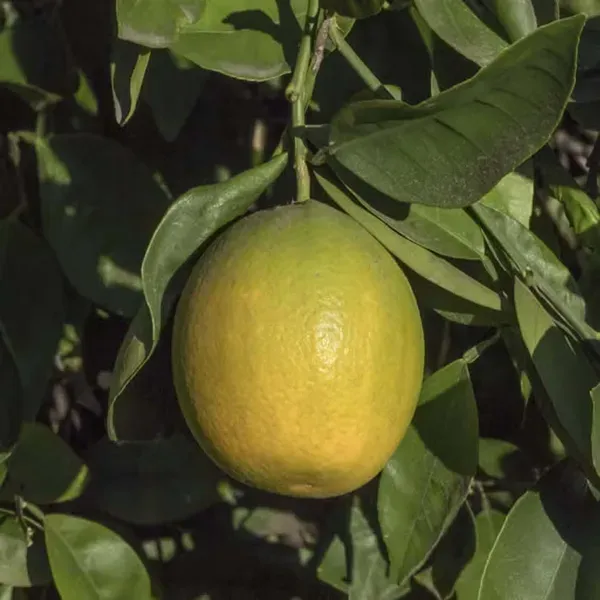Sathgudi_Mosambi_Grafted_Fruit_Plants_Tree_1_2_Feet_Size