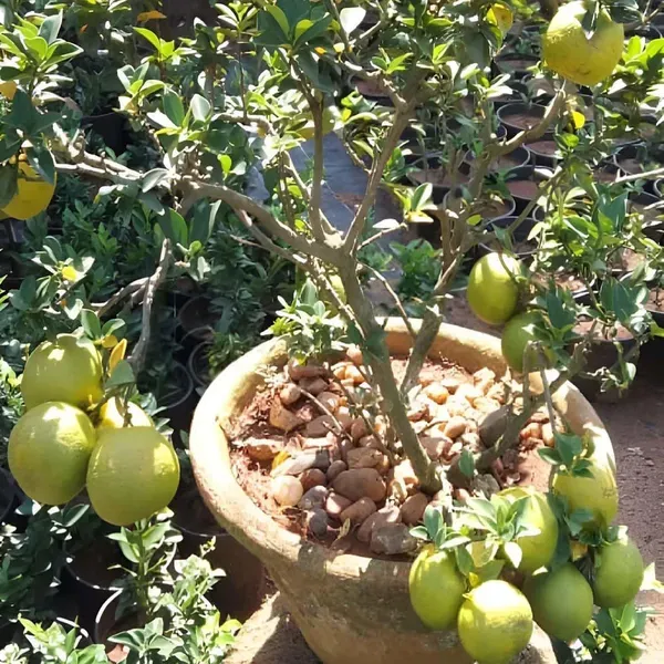 Sathgudi_Mosambi_Grafted_Fruit_Plants_Tree_1_2_Feet_Size