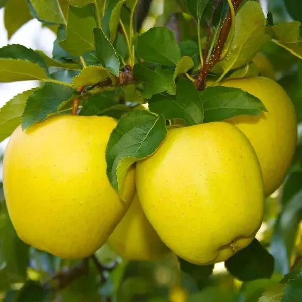 Dorsett_Golden_Low_Chill_Apple_Grafted_Seb_Fruit_Plants_Tree_1_5_3_Feet
